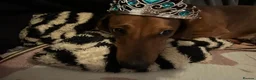 Dachshund dogs for stud: Miss s pike - Advert 4
