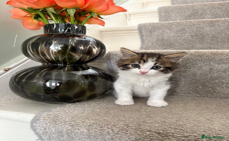 Mixed Breed cats - Advert 10