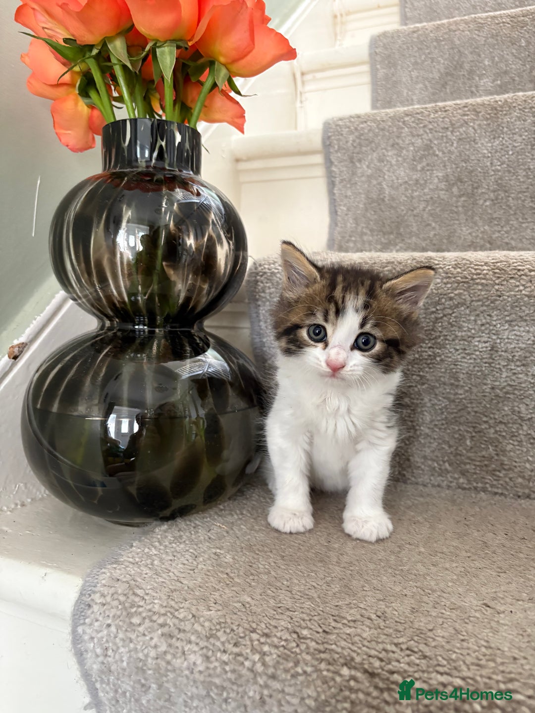 Mixed Breed cats for sale: Black and White kittens left! Ready Now!!  - Image 2
