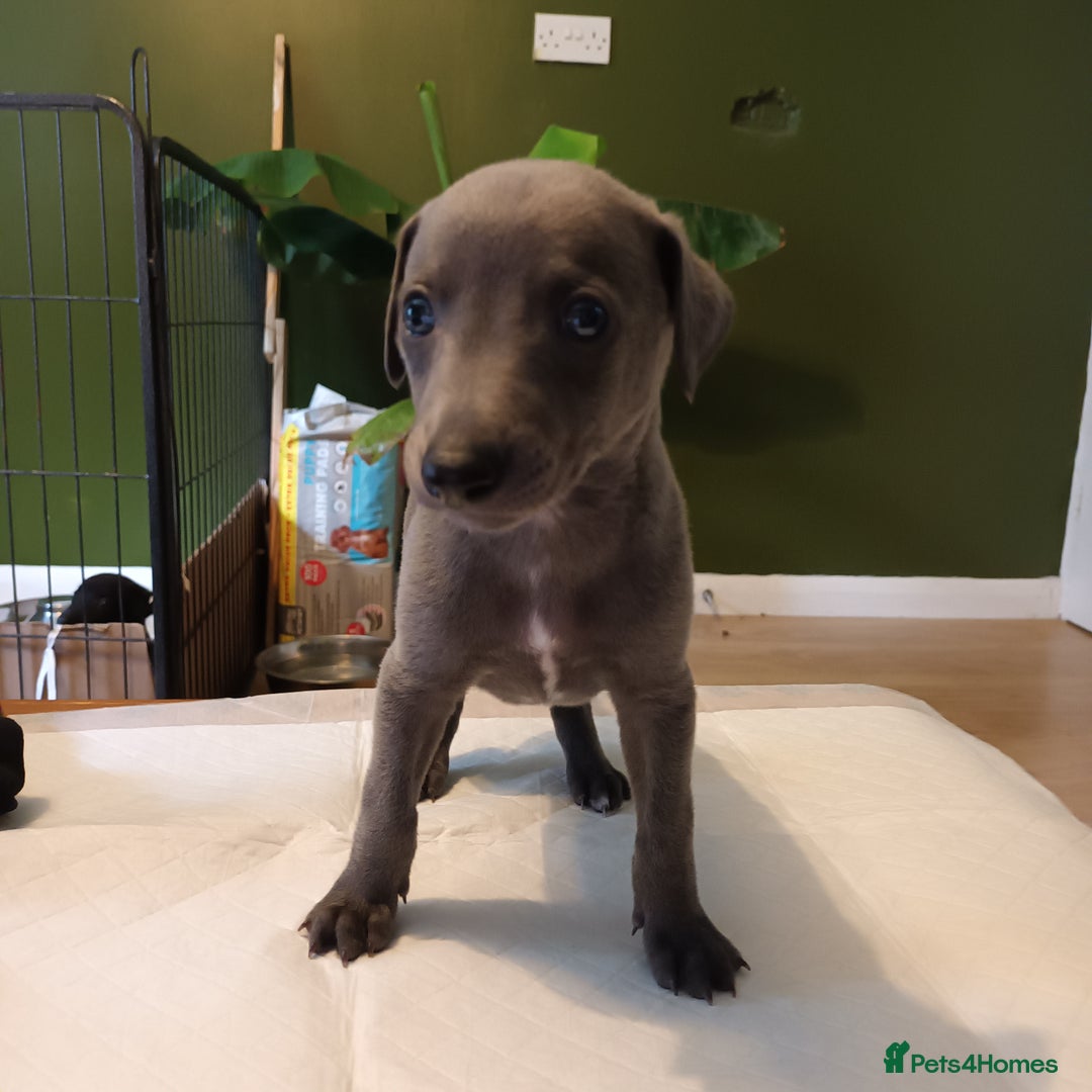 Whippet dogs for sale: 2 whippet pups left ( 1 bitch & 1 boy) - Image 5