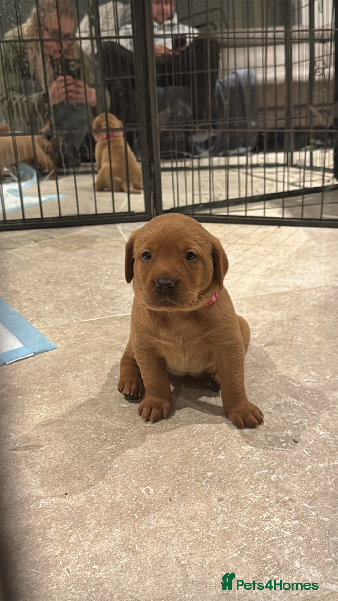Labrador Retriever dogs for sale: KC Reg Fox Red Labrador Pups from Working Parents - Image 17