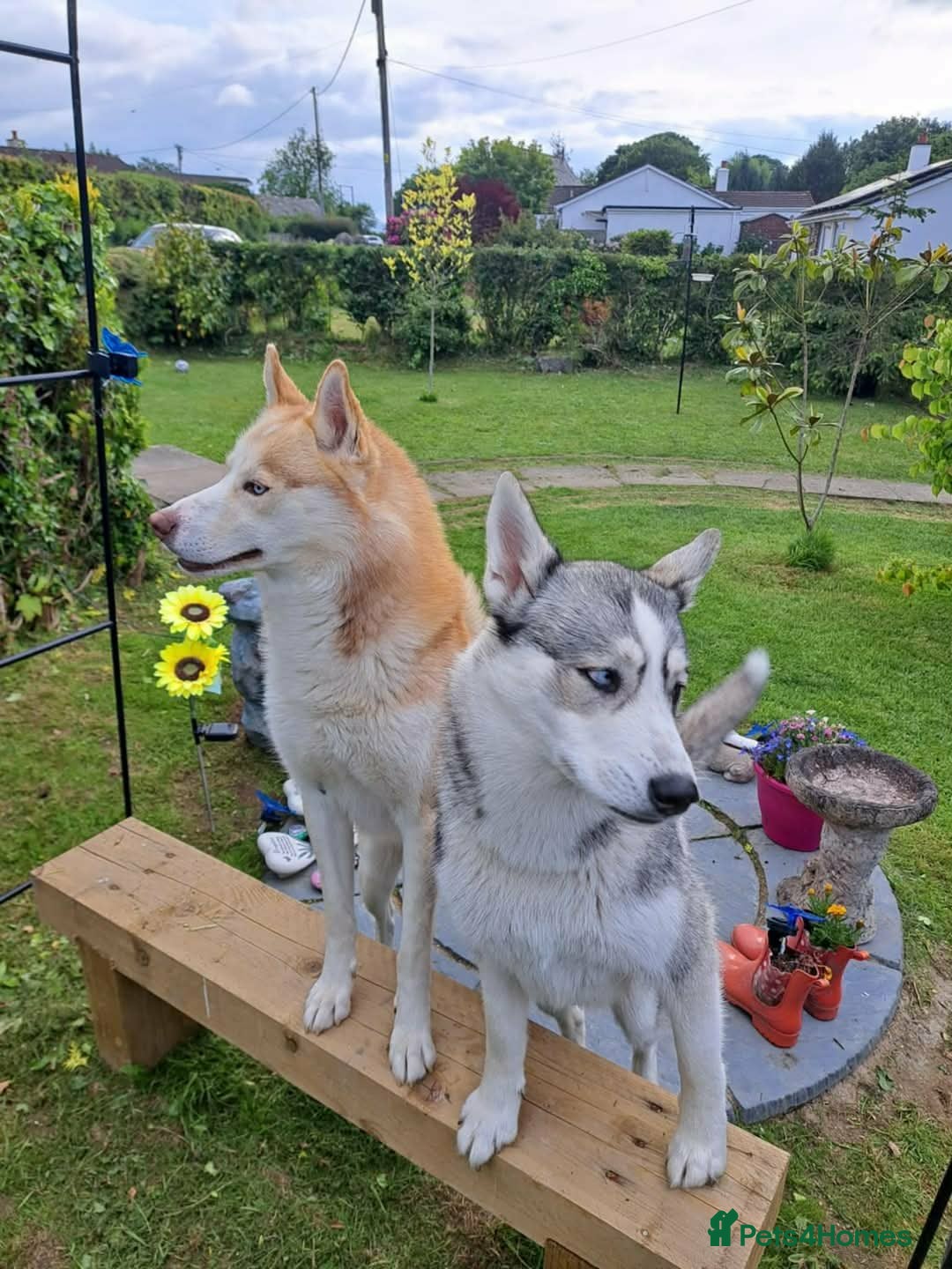 Siberian Husky dogs for sale: Siberian Husky Puppies REDUCED!! - Advert 25