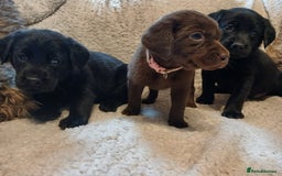 Labrador Retriever dogs for sale: Black and chocolate labrador puppies - Image 8