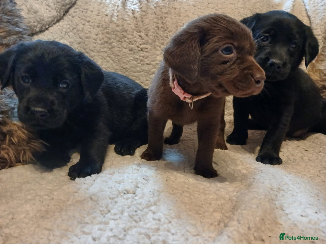 Labrador Retriever dogs for sale: Black and chocolate labrador puppies - Image 8