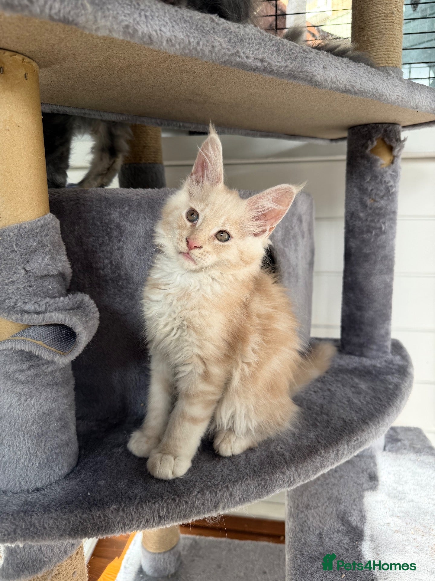 Maine Coon cats GCCF Registered Main Coone Kittens  - Advert 17