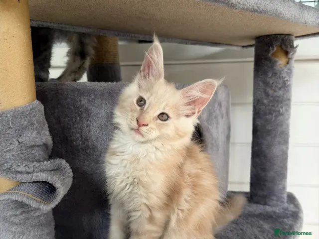 Maine Coon cats GCCF Registered Main Coone Kittens - Advert 17