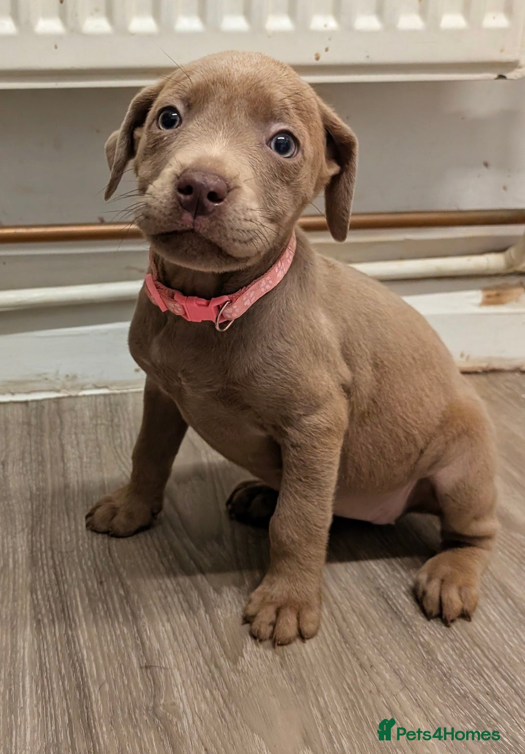 Mixed Breed dogs for sale: F1 MASTADOR PUPPIES FOR SALE  - Advert 2