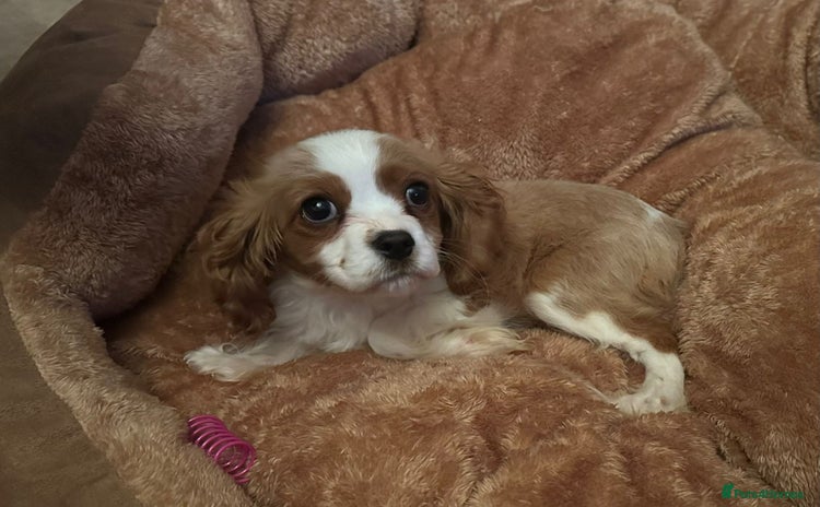 Cavalier King Charles Spaniel dogs - Advert 16