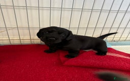 Mixed Breed dogs for sale: Dachshador puppies  - Image 8