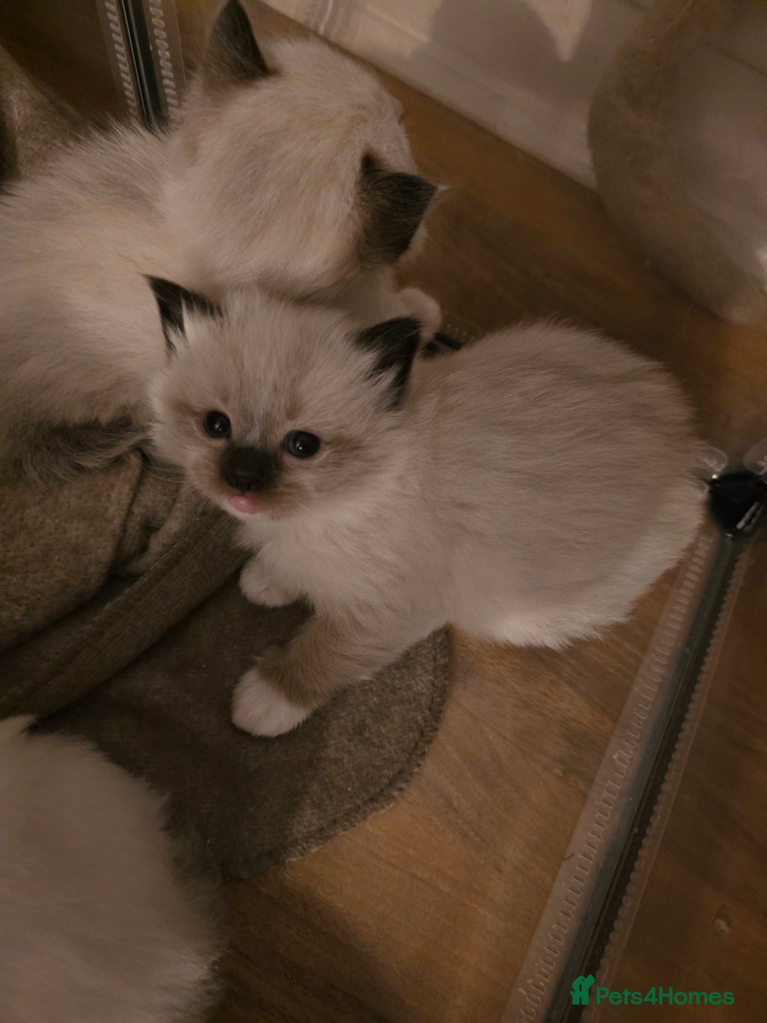 Ragdoll cats for sale: Pure Ragdoll Kittens  - Image 4