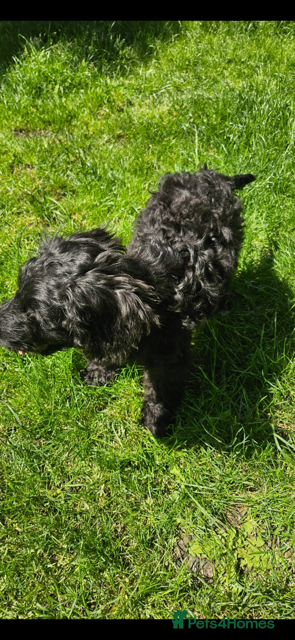 Cockapoo dogs for sale: Cockapoo  - Advert 3