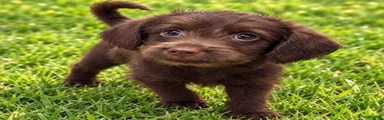 Labradoodle 7