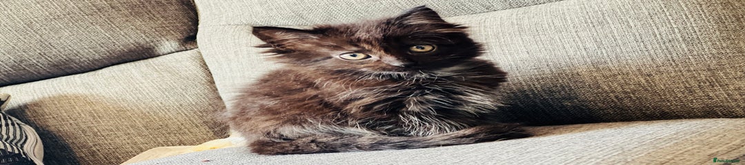 Domestic Shorthair Kitten 1