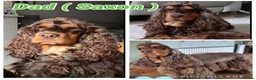 Cocker Spaniel dogs for sale: ** Show Cocker Spaniel Pups ** - Advert 18