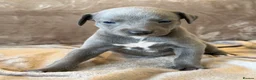 Whippet dogs for sale: ❤️ BEAUTIFUL BLUE WHIPPETS KC REGISTERED❤️ - Advert 13