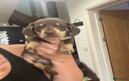 Miniature Dachshund dogs for sale: BEAUTIFUL MINIATURE DACHSHUND PUPPIES - Image 4