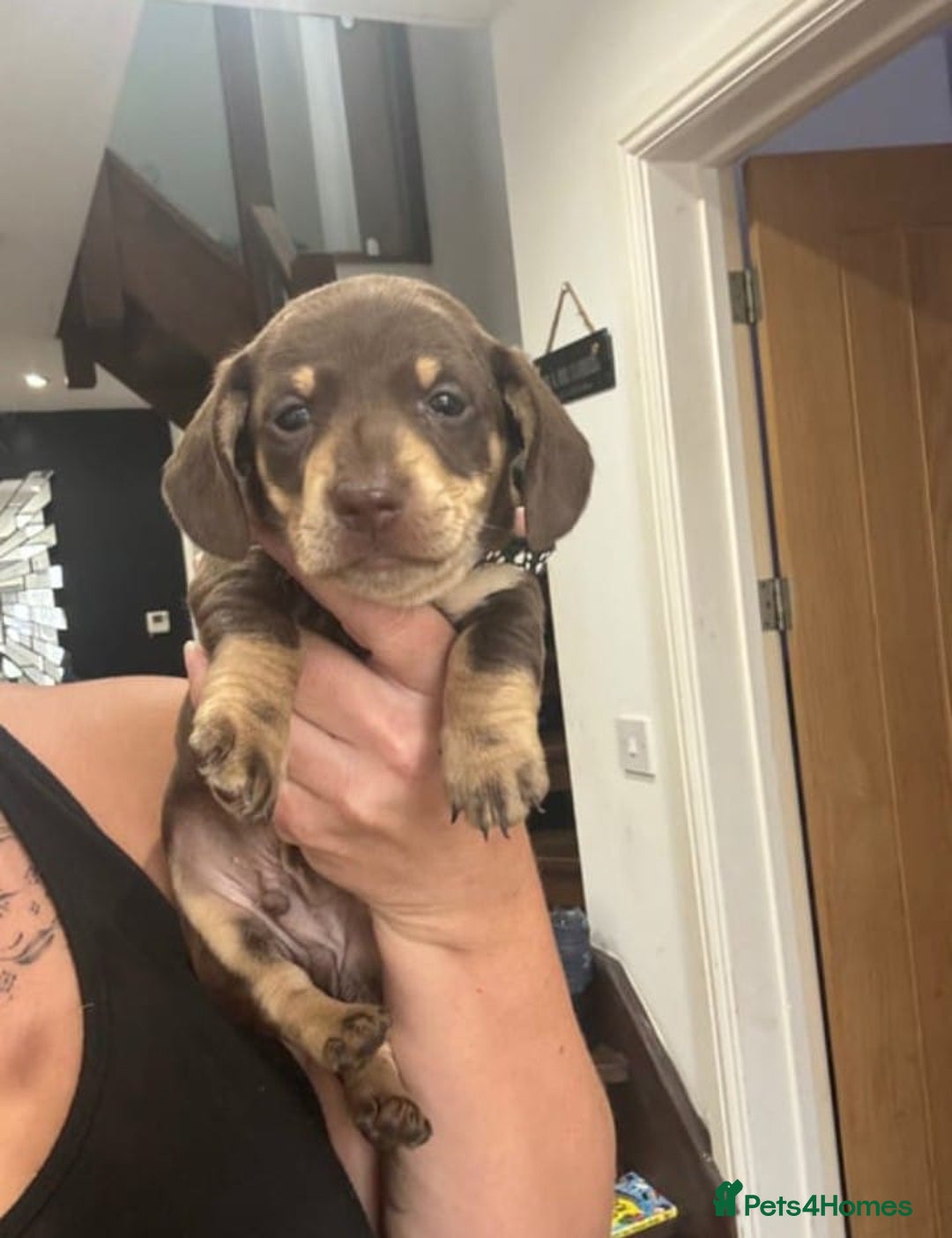 Miniature Dachshund dogs for sale: BEAUTIFUL MINIATURE DACHSHUND PUPPIES - Image 4