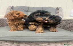 Cockapoo dogs for sale: F1 pra clear Cockapoos (council licensed breeder) - Image 4