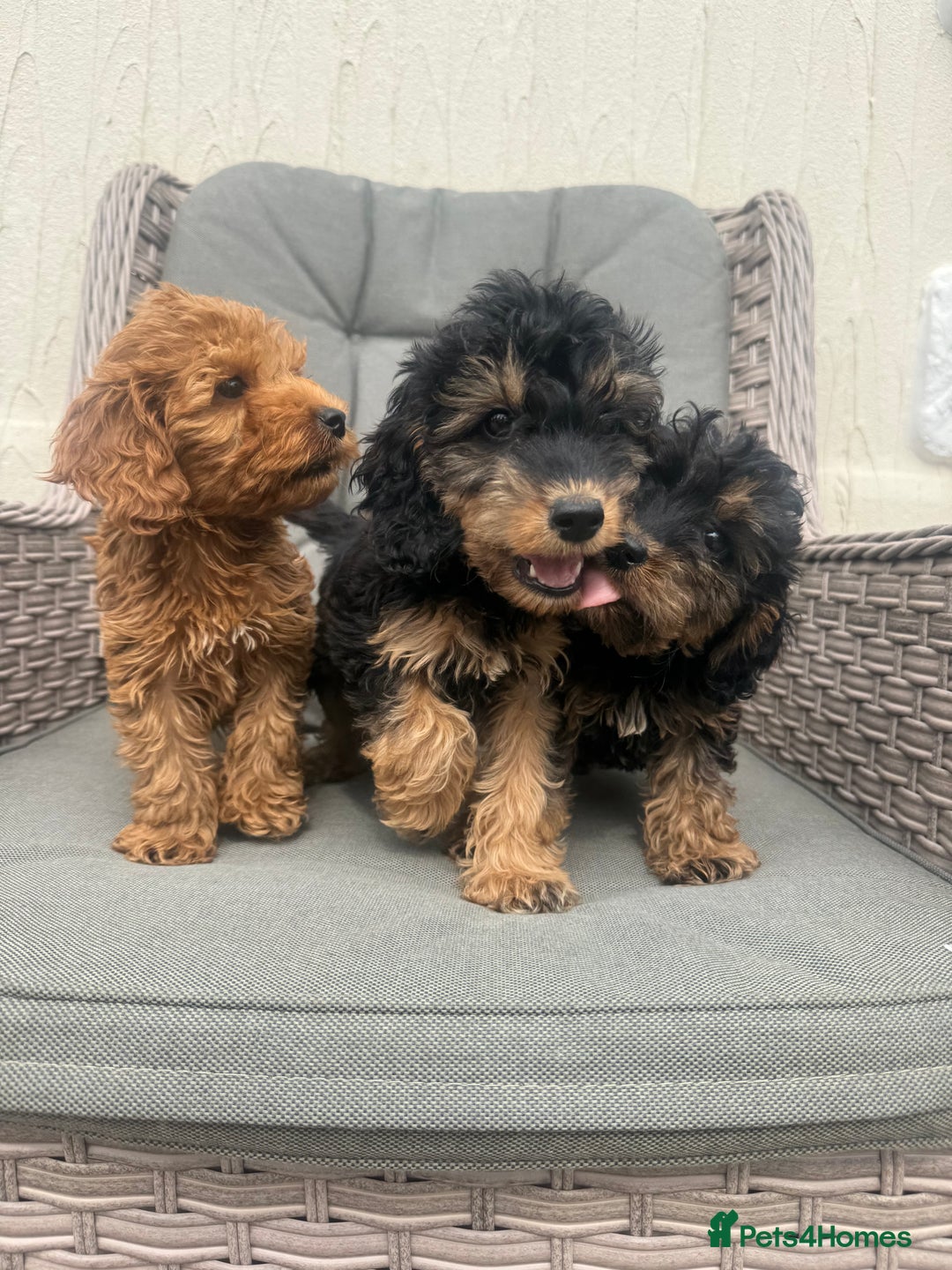 Cockapoo dogs for sale: F1 pra clear Cockapoos (council licensed breeder) - Image 4
