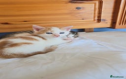 Mixed Breed cats for sale:  Blue eyes Flower pattern mark unique kitten  - Image 9