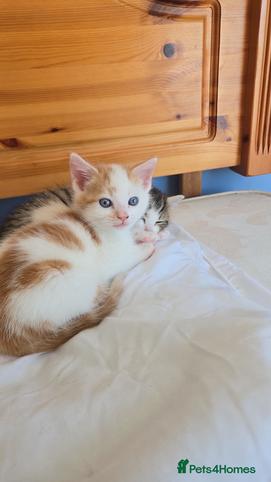 Mixed Breed cats for sale:  Blue eyes Flower pattern mark unique kitten  - Image 9