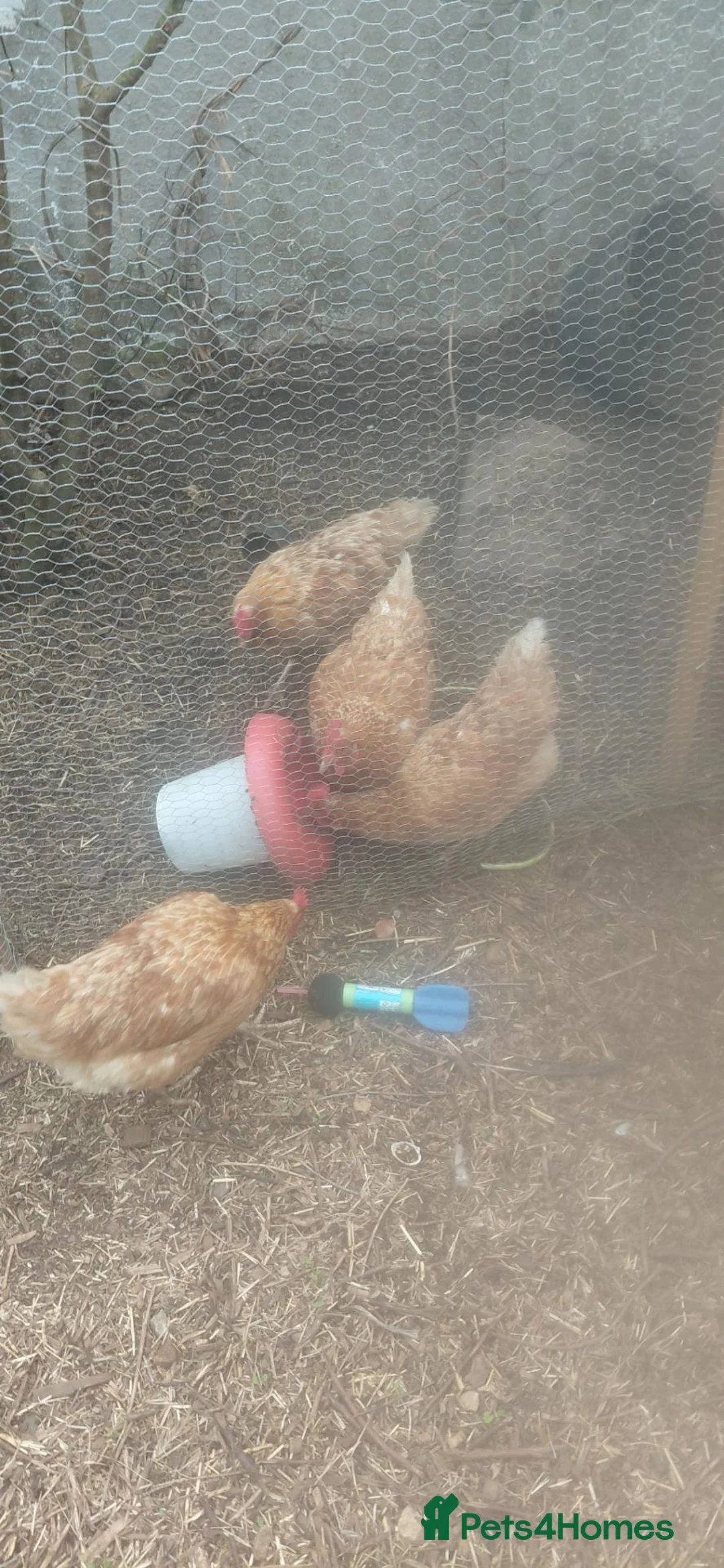 Chickens poultry for sale: 4 chickens plus coop for sale - Advert 1