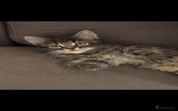 Mixed Breed cats for sale: Fluffy Adorable Kittens - Image 1