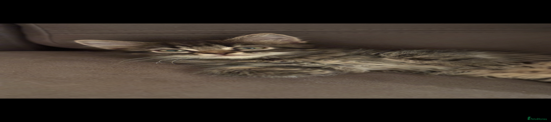 Mixed Breed Kitten 1