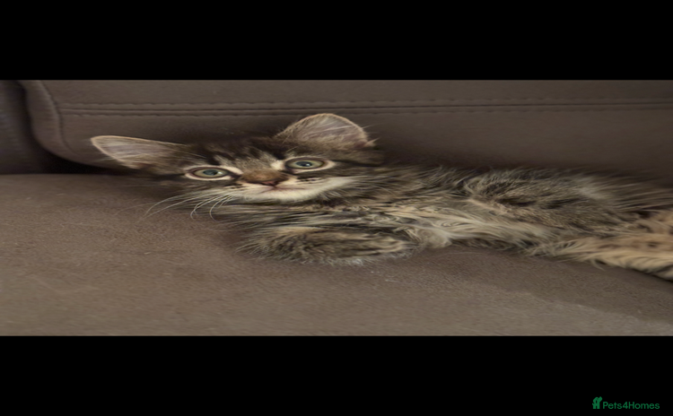 Mixed Breed cats - Advert 2