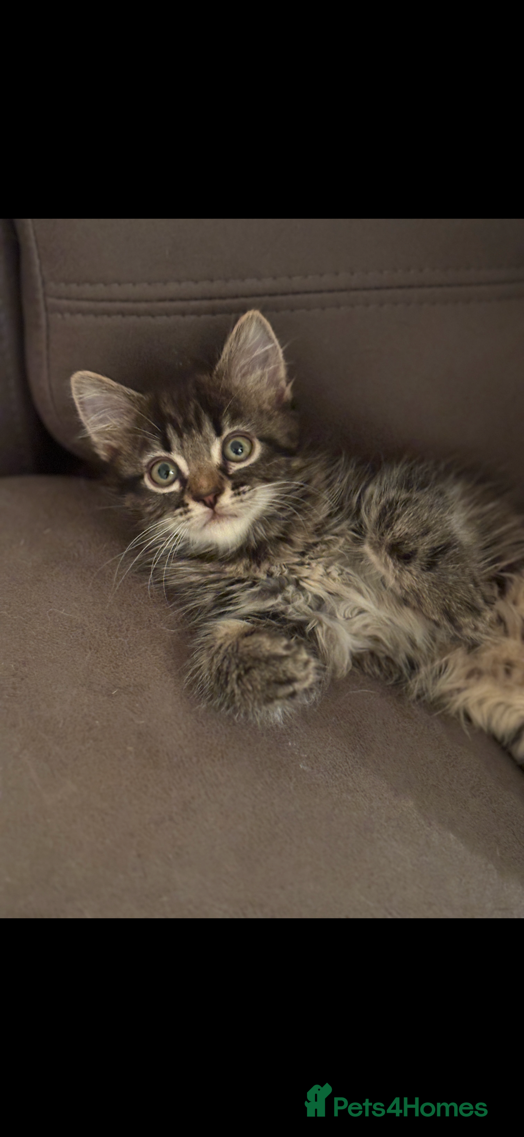 Mixed Breed cats for sale: Fluffy Adorable Kittens - Image 1