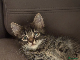 Mixed Breed cats for sale - Advert 1