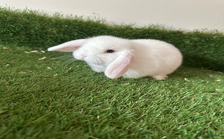 Mini Lop rabbits - Advert 18