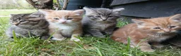 Mixed Breed cats for sale: 4 Tortoiseshell Kittens Looking For A Loving Home - Advert 3