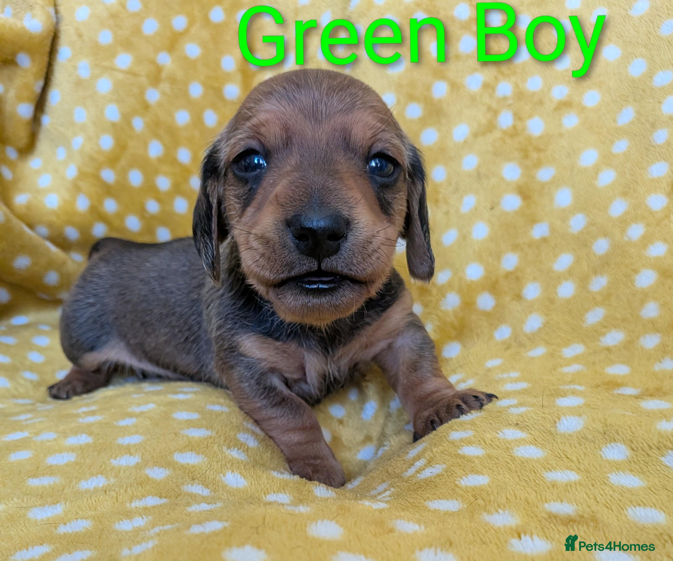Miniature Dachshund dogs for sale: Mini Smooth Dachshund - Shaded Red Boy  x 2 - Advert 14