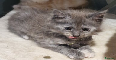Maine Coon cats - Advert 8