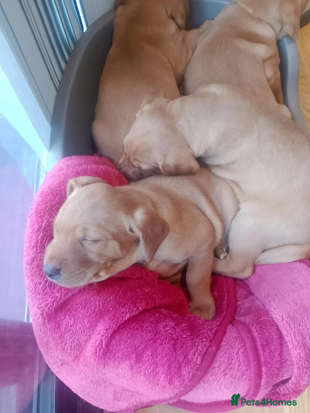 Labrador Retriever dogs for sale: Fox Red Labrador - Advert 2