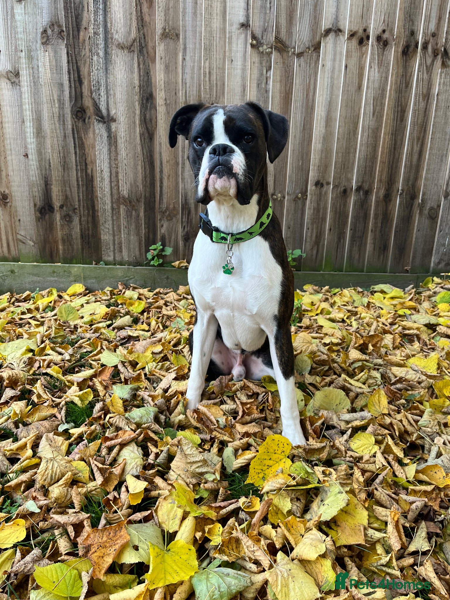 Boxer dogs Boxer stud brindle - Advert 11