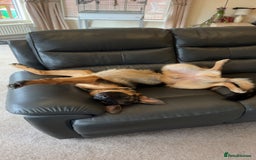 German Shepherd dogs for sale: Re-homing my beautiful boy Diesel - Image 5