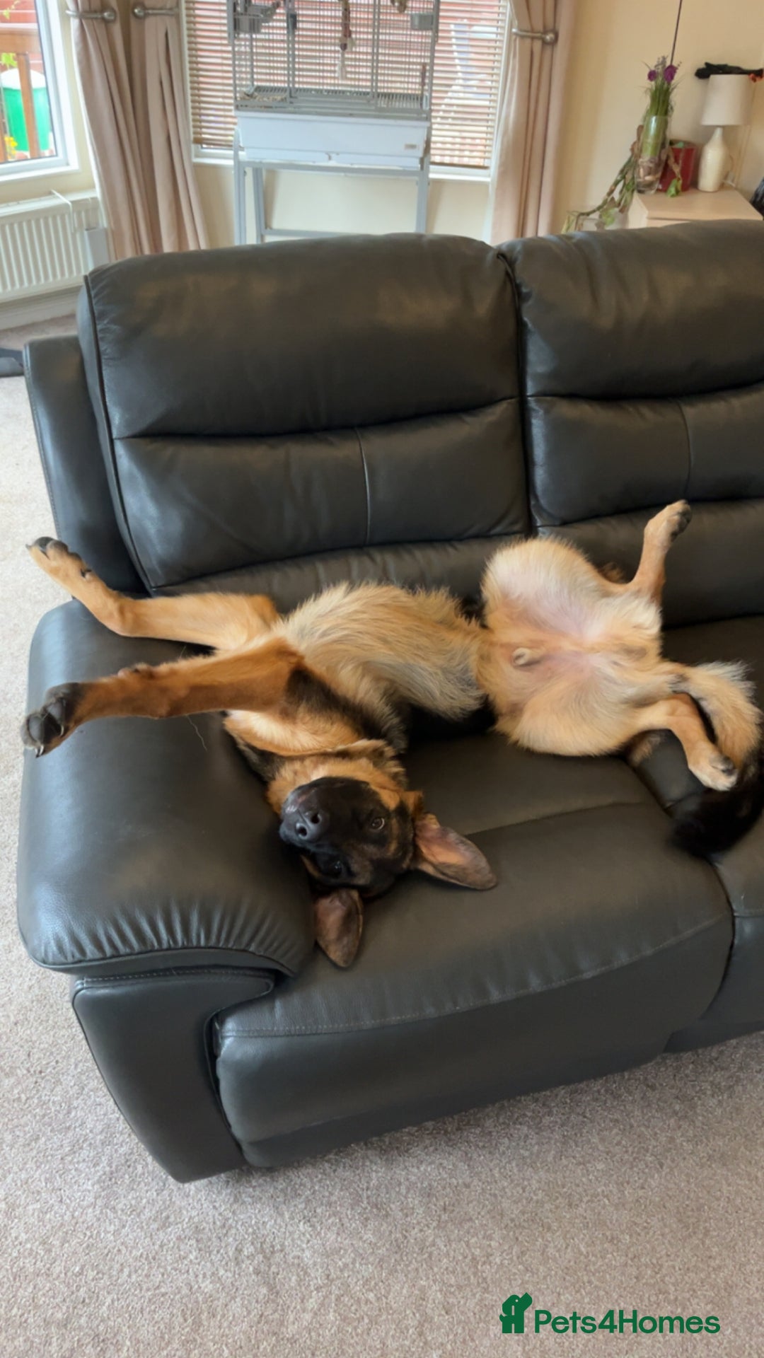 German Shepherd dogs for sale: Re-homing my beautiful boy Diesel - Image 5