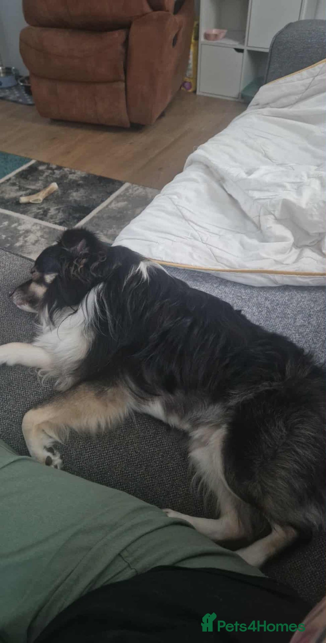 Mixed Breed dogs for sale: Male Japanese Spitz cross chihuahua  - Advert 4