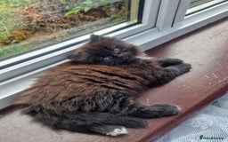 Mixed Breed cats for sale: Rare Ragdoll × Norwegian Forest kittens - Image 9