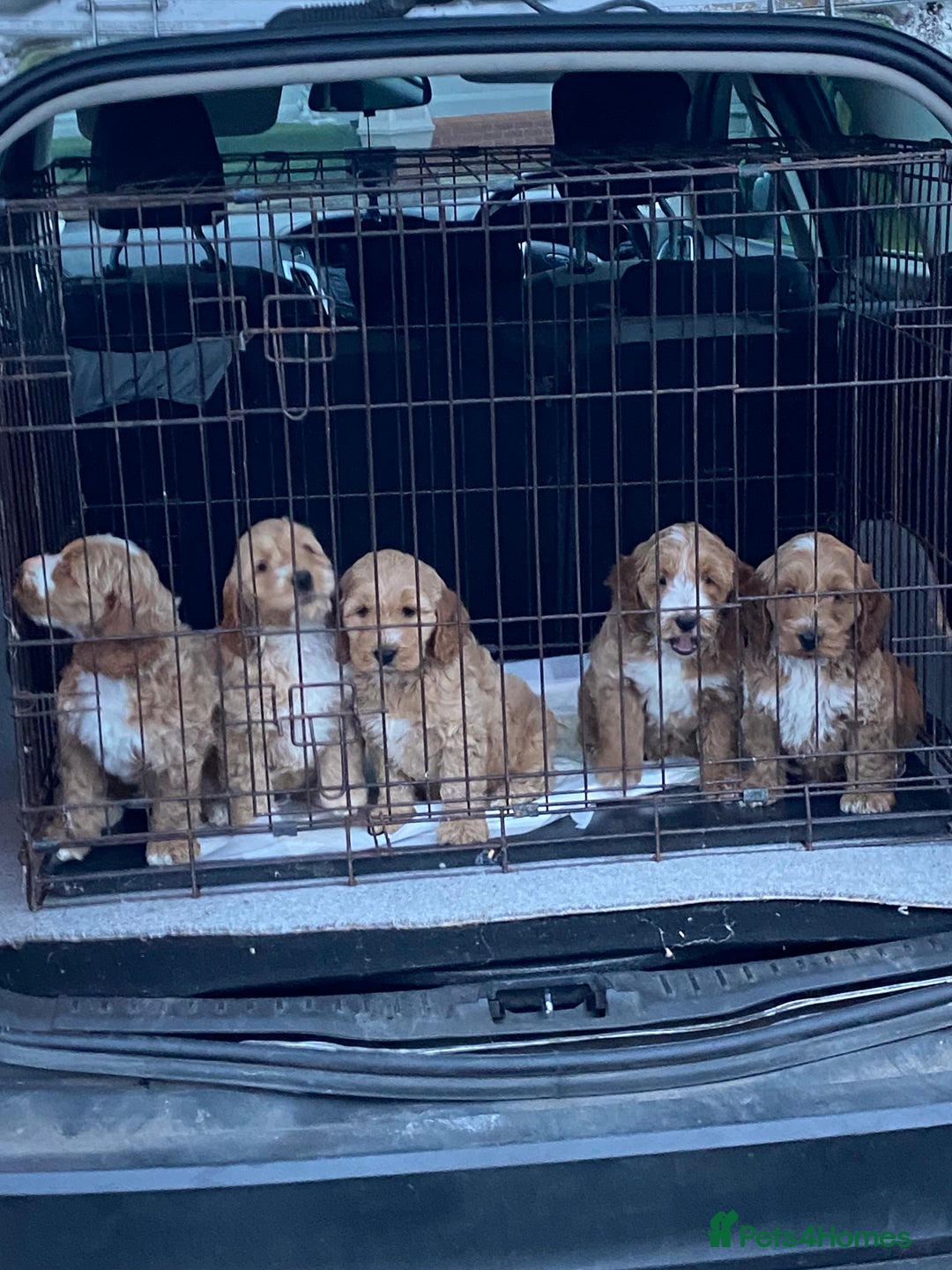 Cockapoo dogs for sale: Cockapoo puppies for sale  - Advert 5