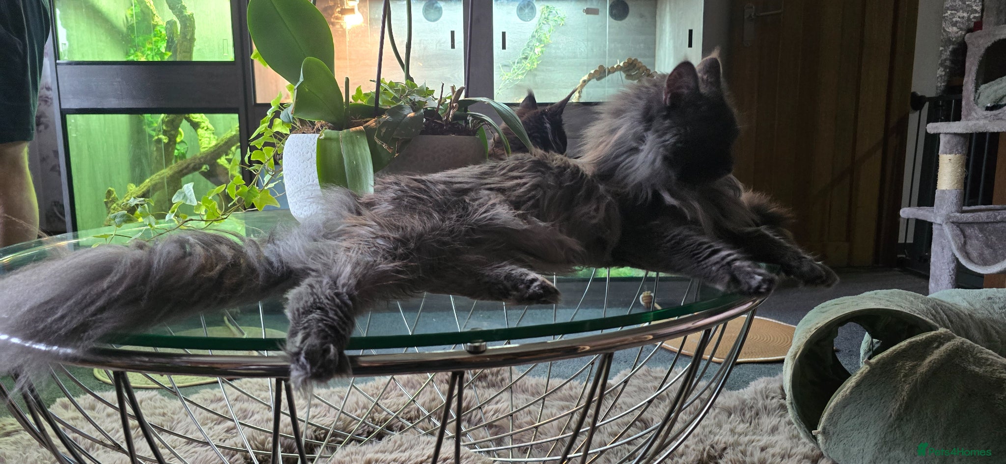 Maine Coon cats Maine coon Blue smoke kittens Sapphire Skies  - Advert 1