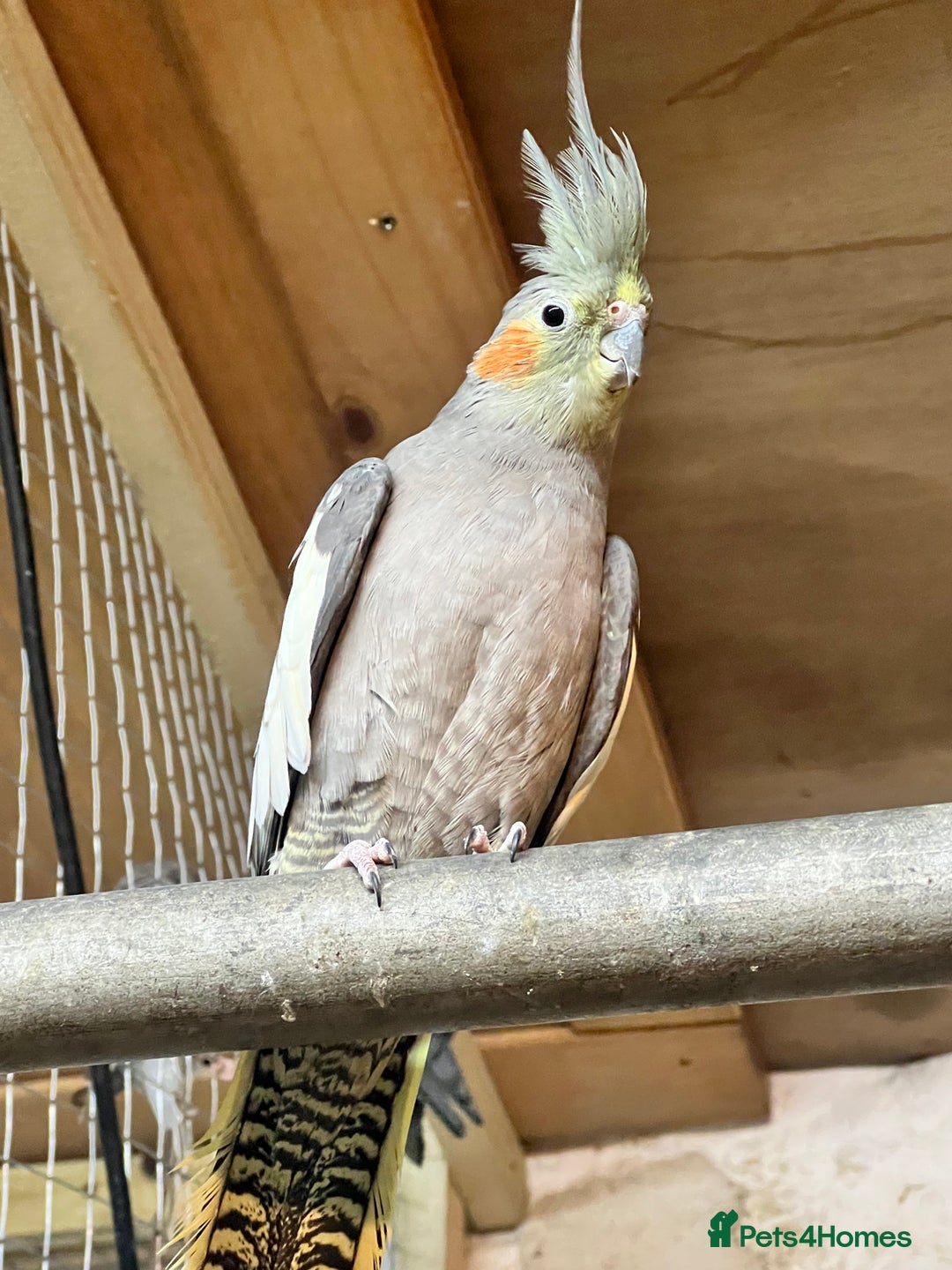 Cockatiels birds for sale: Cockatiels  - Advert 4