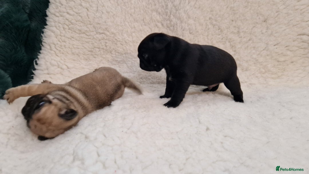 Pug dogs for sale: 2 Adorable pug puppies for sale  - Advert 5