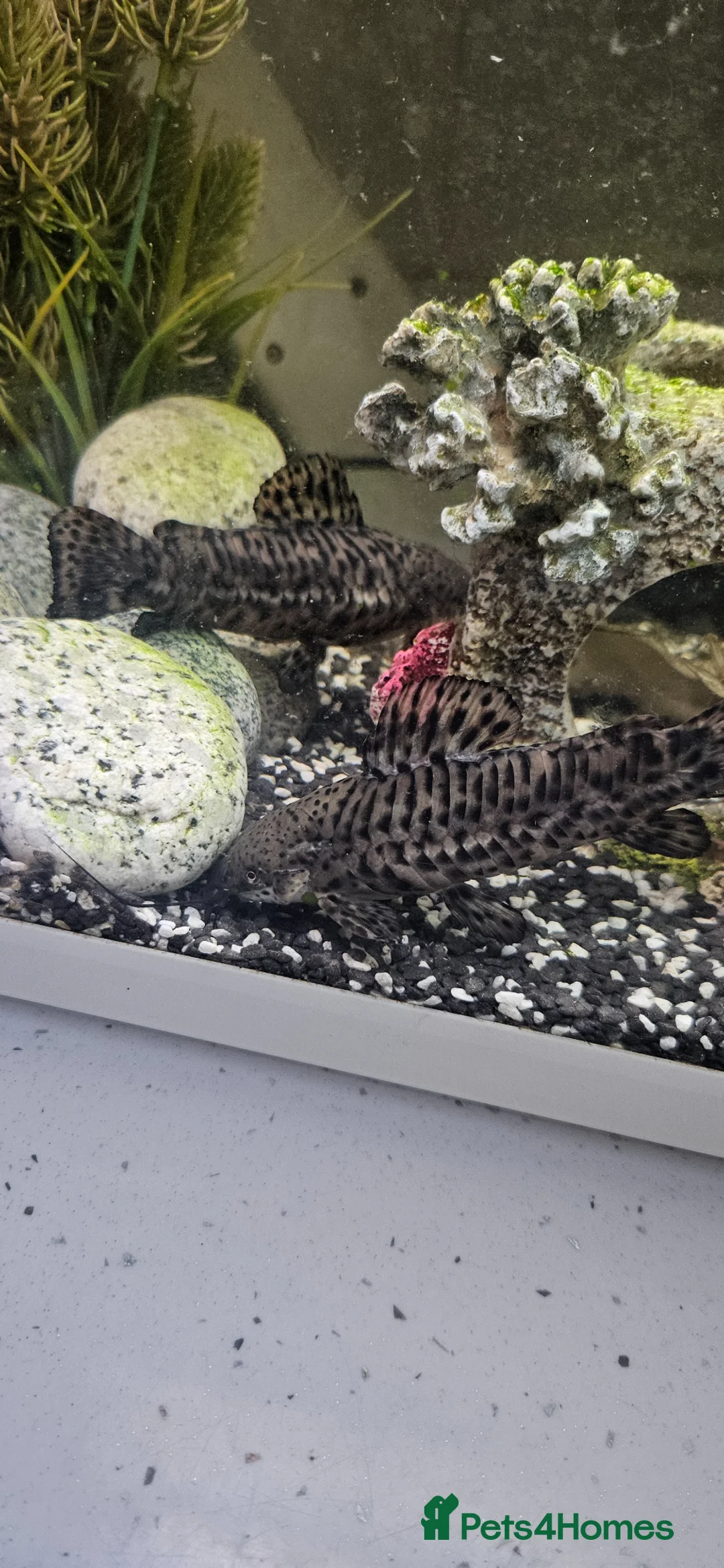 Plecos fish for sale: 2 catfish and 2 pleco with tank - Advert 3