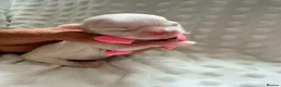 Maltese dogs for sale: Bambelina~ Simply The Best~ Korean Maltese - Advert 32