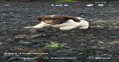 English Springer Spaniel dogs 2 Gorgeous Kc registered springer spaniels  - Advert 7