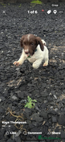 English Springer Spaniel dogs 2 Gorgeous Kc registered springer spaniels - Advert 8