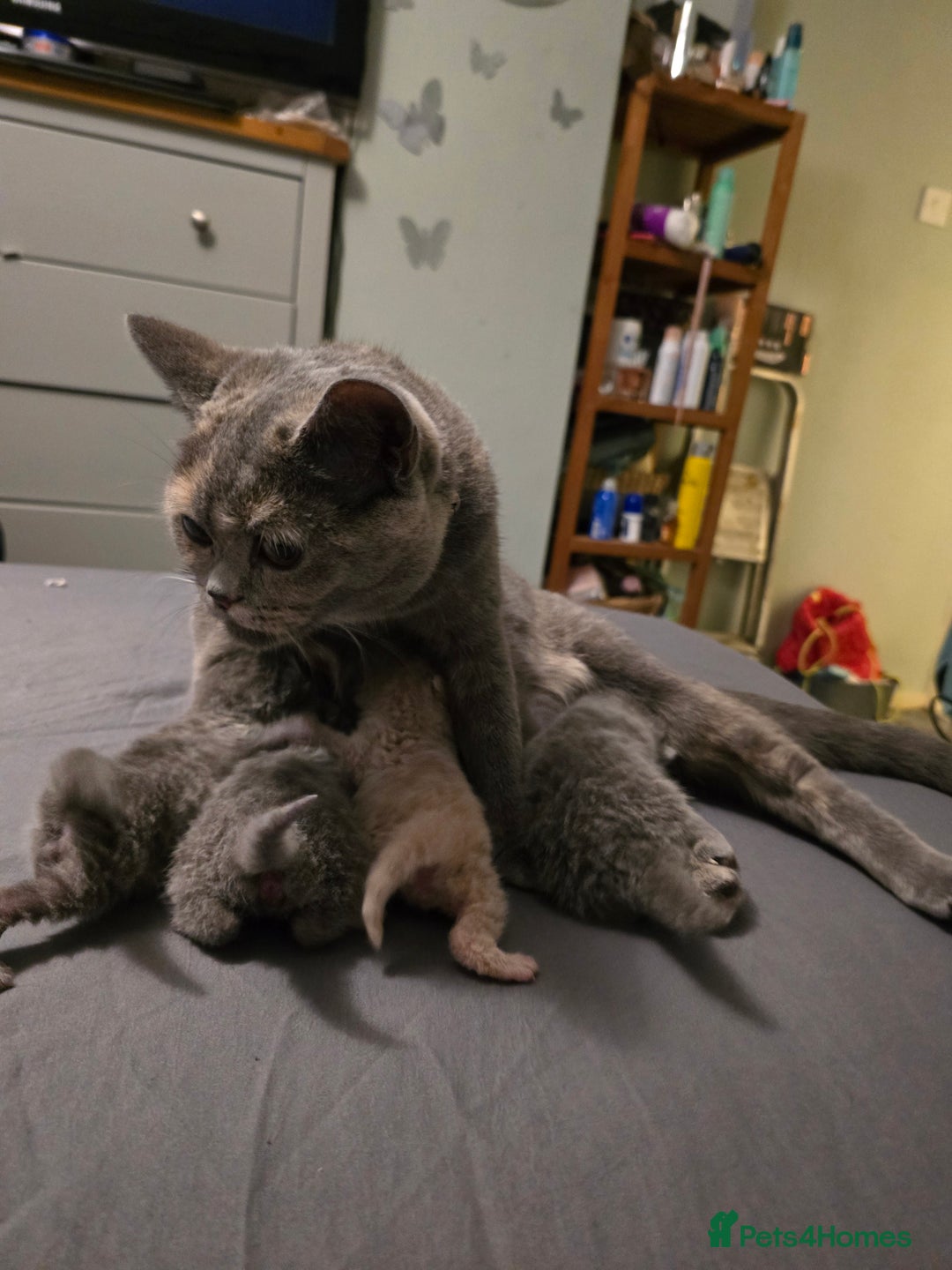 British Shorthair cats for sale: Beautiful British blue short haired kittens  - Image 9